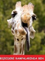 funny_giraffe_05.jpg