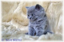 British-shorthair-kittens-with-pedegree521cf83ccd98eb7a3034.jpg