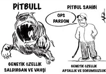 Pitbull_.jpeg