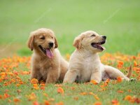 depositphotos_202371096-stock-photo-cute-puppy-golden-retriever-sitting.jpg