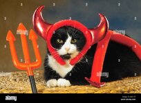 domestic-cat-as-devil-A921DT.jpg