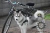 dog-in-harness-next-to-the-bike.JPG