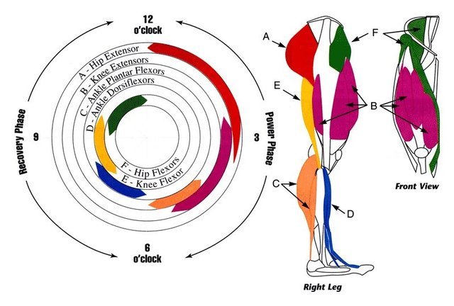 20130328091737-muscles_used_when_cycling.jpg